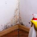 What Is The Best Black Mould Remover On The UK Market?