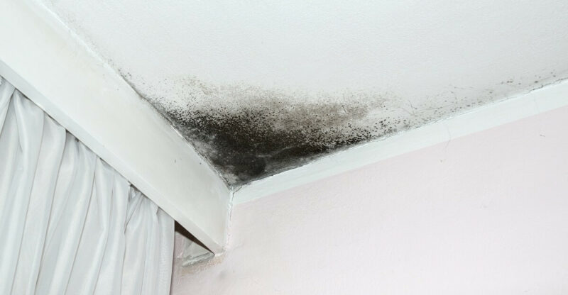 Why Is There Black Mould On My Ceiling?