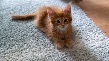 How To Clean Dried Cat Urine From Carpet?
